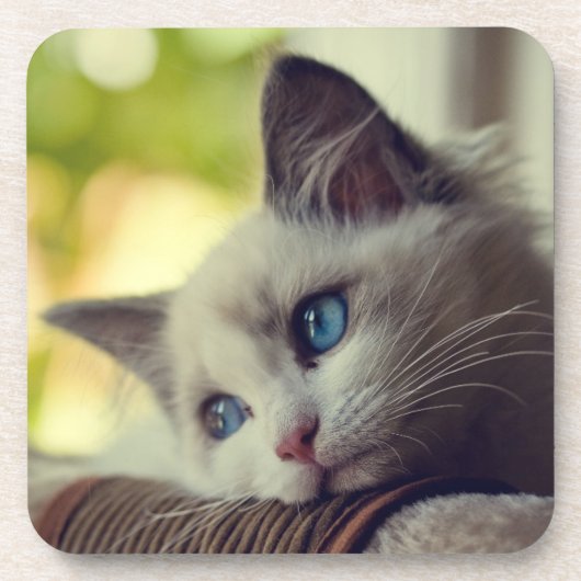Ragdoll Kitten Drankjes Onderzetter (Voorkant)