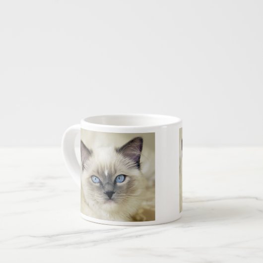 Ragdoll kitten espresso kop (Links)