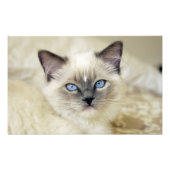 Ragdoll kitten foto afdruk (Voorkant)