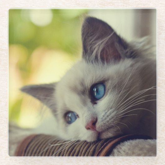 Ragdoll Kitten Glazen Onderzetter (Voorkant)