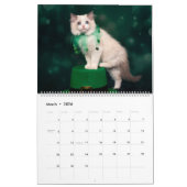 Ragdoll Kitten Kalender (Mar 2026)