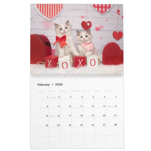 Ragdoll Kitten Kalender (Feb 2026)
