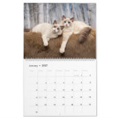 Ragdoll Kitten Kalender (Jan 2027)