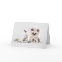 Ragdoll kitten kerstkaart