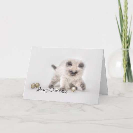 Ragdoll kitten kerstkaart feestdagen kaart (Voorkant)