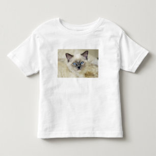 Ragdoll kitten kinder shirts