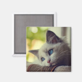 Ragdoll Kitten Magneet (Voorkant / Achterkant)