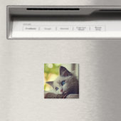Ragdoll Kitten Magneet (Insitu (Vaatwasser))