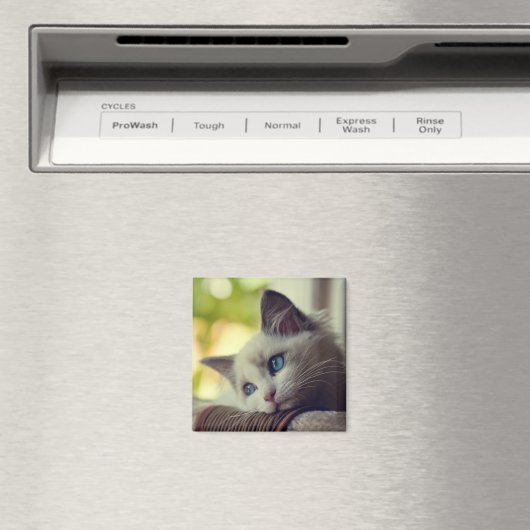 Ragdoll Kitten Magneet (Insitu (Vaatwasser))