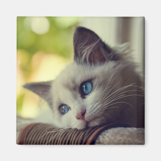 Ragdoll Kitten Magneet (Voorkant)
