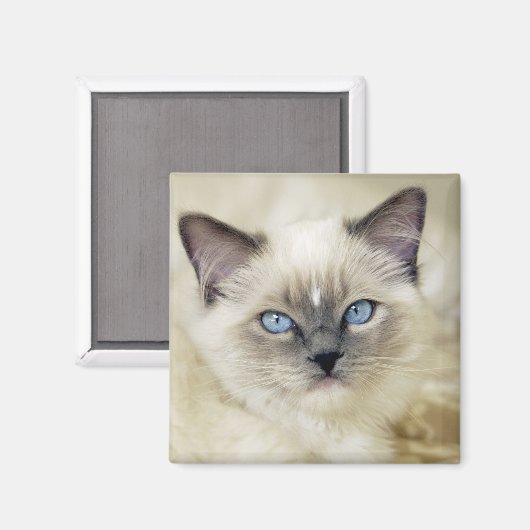 Ragdoll kitten magneet (Voorkant / Achterkant)