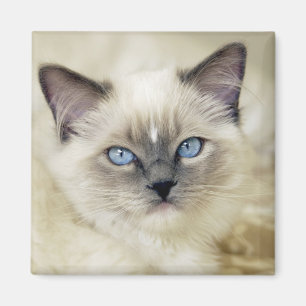 Ragdoll kitten magneet