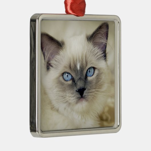 Ragdoll kitten metalen ornament (Rechts)