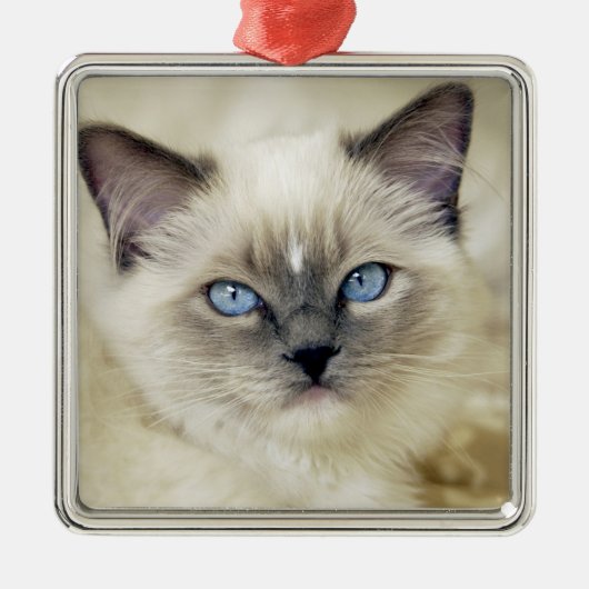 Ragdoll kitten metalen ornament (Voorkant)
