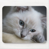 ragdoll kitten mousepad muismat (Voorkant)