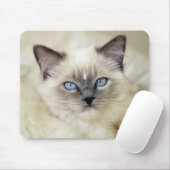 Ragdoll kitten muismat (Met muis)