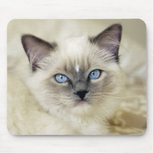 Ragdoll kitten muismat