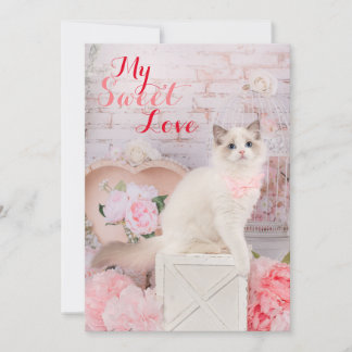 Ragdoll Kitten Plattegrond Vakantiekaart Feestdagenkaart