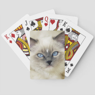 Ragdoll kitten pokerkaarten