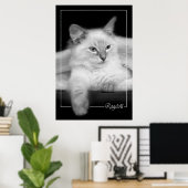 ragdoll kitten poster (Thuiskantoor)