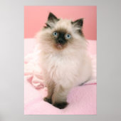 ragdoll kitten poster (Voorkant)