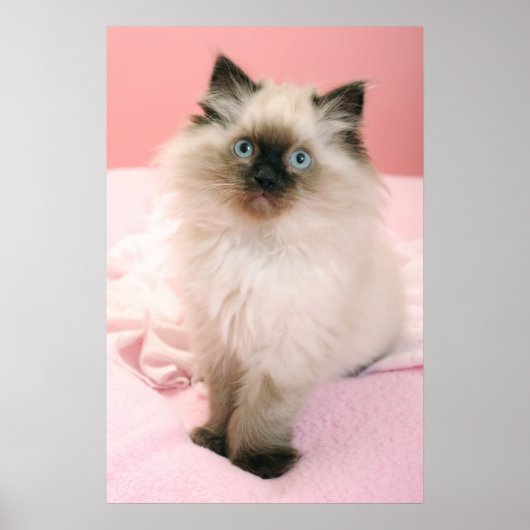 ragdoll kitten poster (Voorkant)