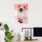 ragdoll kitten poster (Thuiskantoor)