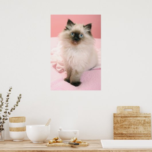 ragdoll kitten poster (Keuken)