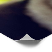 Ragdoll Kitten Poster (Hoek)