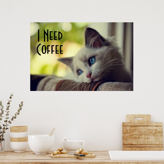 Ragdoll Kitten Poster (Keuken)