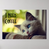 Ragdoll Kitten Poster (Voorkant)