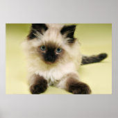 ragdoll kitten poster (Voorkant)