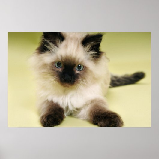 ragdoll kitten poster (Voorkant)