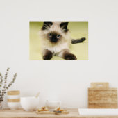 ragdoll kitten poster (Keuken)