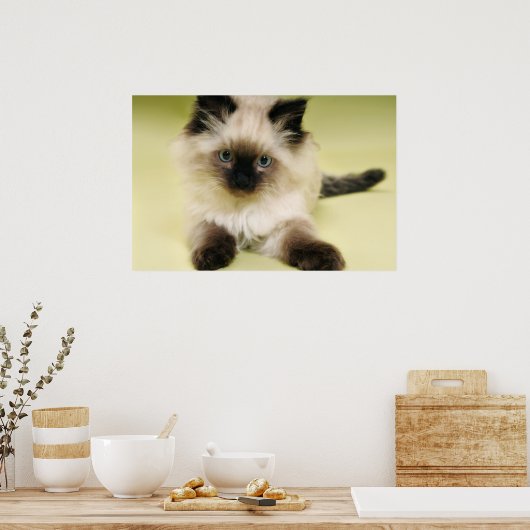 ragdoll kitten poster (Keuken)