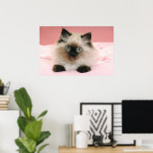 ragdoll kitten poster (Thuiskantoor)