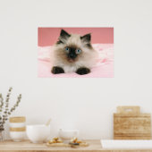 ragdoll kitten poster (Keuken)