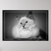 ragdoll kitten poster (Voorkant)