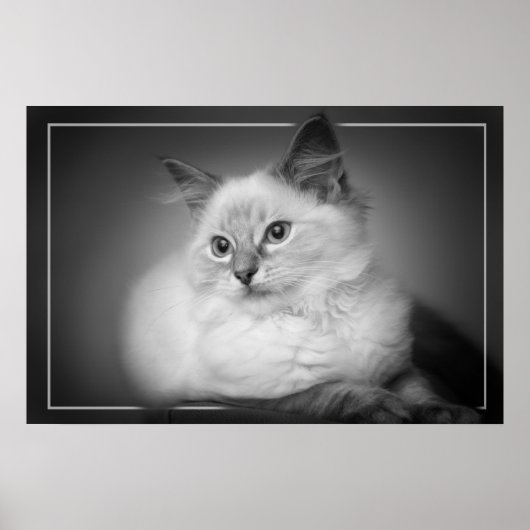 ragdoll kitten poster (Voorkant)