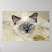 Ragdoll kitten poster (Voorkant)