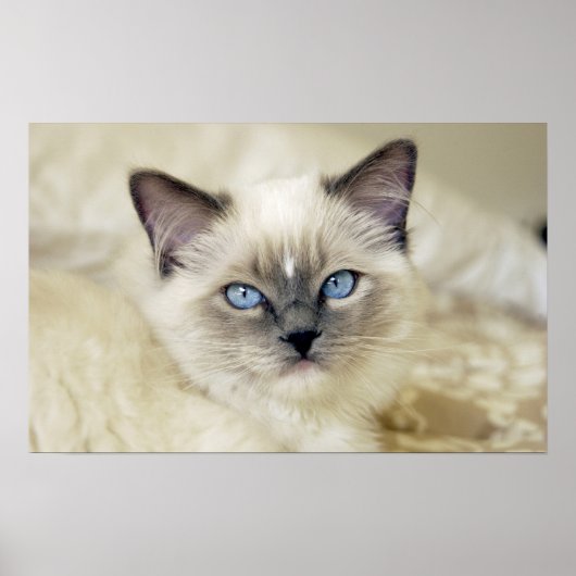 Ragdoll kitten poster (Voorkant)