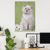 Ragdoll kitten poster met groene achtergrond (Thuiskantoor)