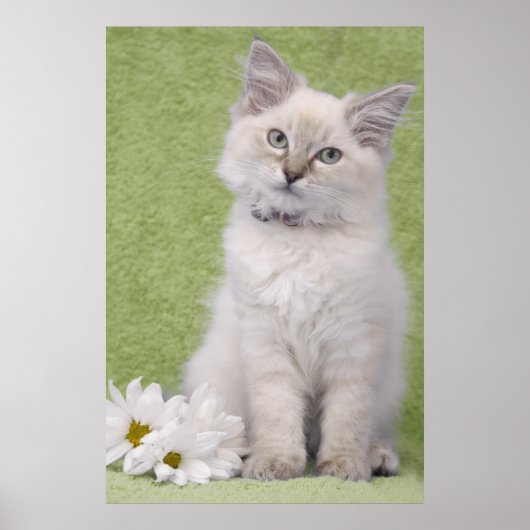 Ragdoll kitten poster met groene achtergrond (Voorkant)