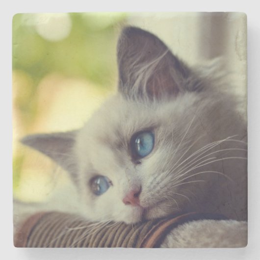 Ragdoll Kitten Stenen Onderzetter (Voorkant)