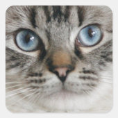 Ragdoll Kitten Sticker (Voorkant)