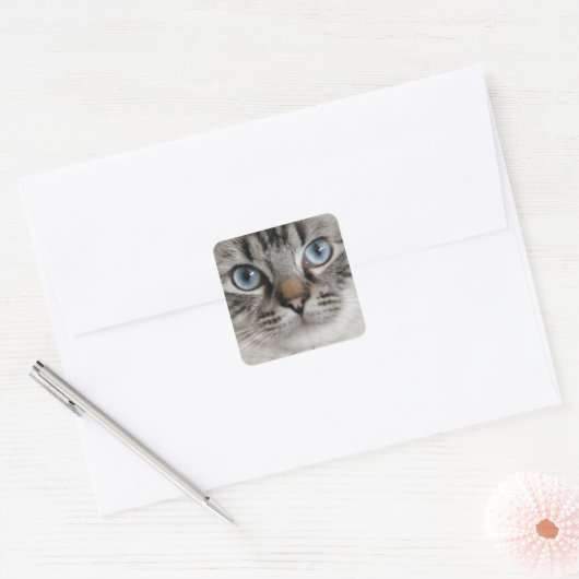 Ragdoll Kitten Sticker (Envelop)