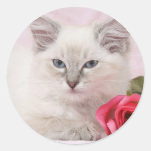 Ragdoll kitten stickers