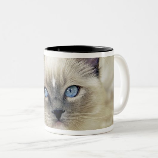 Ragdoll kitten tweekleurige koffiemok (Voorkant rechts)