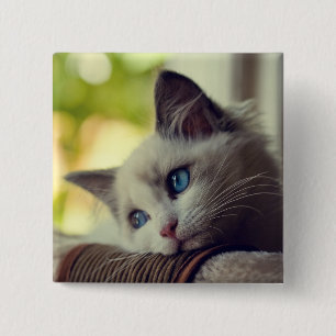 Ragdoll Kitten Vierkante Button 5,1 Cm