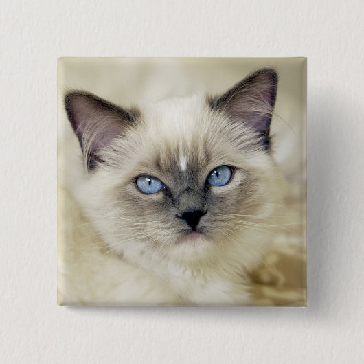 Ragdoll kitten vierkante button 5,1 cm (Voorkant)